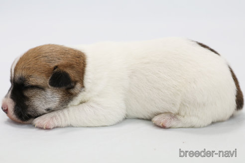 成約済の神奈川県のジャックラッセルテリア-313799の5枚目